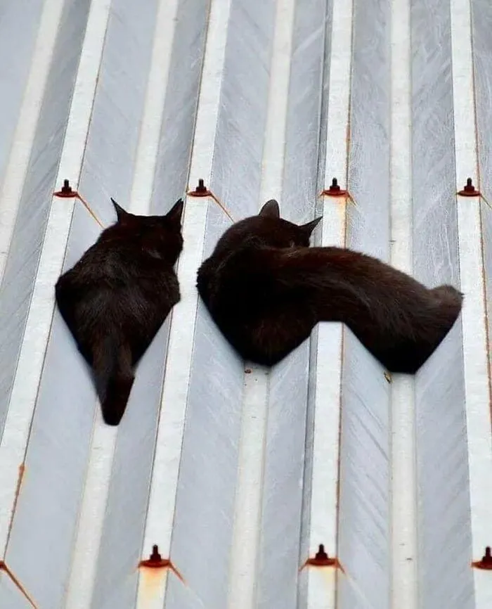 Dos gatos negros descansando en un techo acanalado, ejemplo de imágenes y memes sin contexto muy extraños.