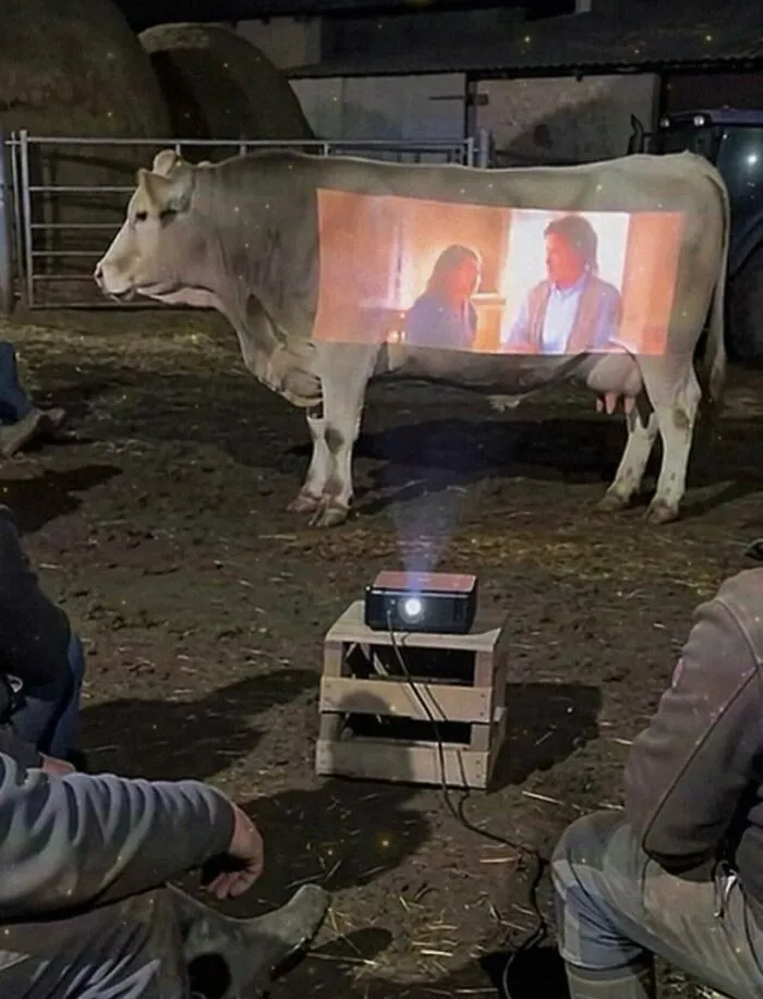 Proyección de película sobre una vaca, una de las imágenes y memes sin contexto más extrañas.