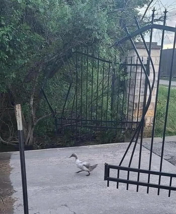 Pato corriendo por una puerta metálica rota, un ejemplo de memes sin contexto divertidos.