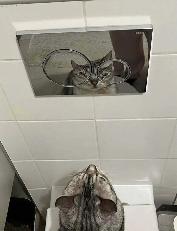 Reflejo de un gato en el botón del inodoro, parte de la colección de imágenes sin contexto.