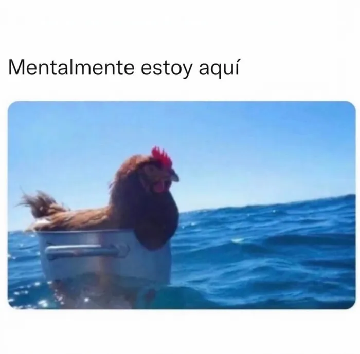 Una gallina flotando en el mar dentro de una olla, uno de los divertidos memes sin contexto.