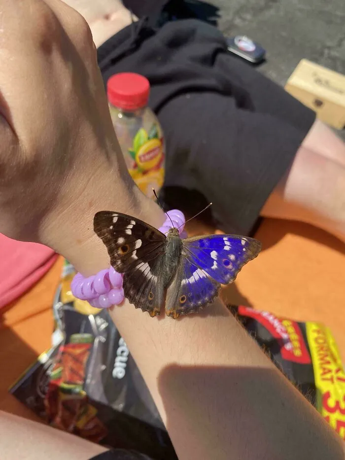 Mariposa de color púrpura sobre una muñeca en una escena con imágenes aterradoras.