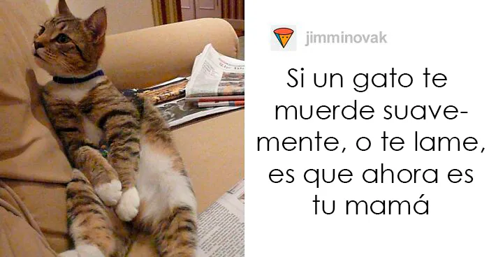 Estos dueños de gatos explican cómo el lenguaje corporal felino es malinterpretado al compararlo con el de los perros