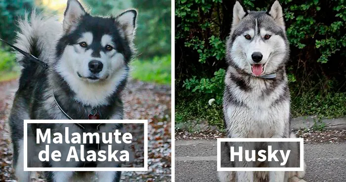 30 Razas de perro bien conocidas que la gente a menudo confunde, y sus diferencias explicadas