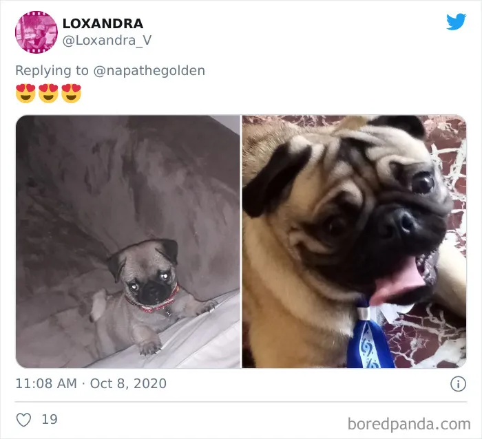 45 De las mejores reacciones de dueños de mascotas ante el desafío de "Cómo empezó" VS "Cómo acabó"