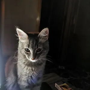 Pitou-Pitou