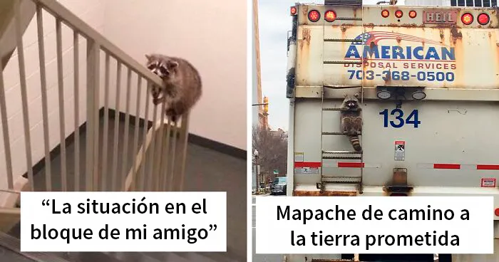 50 Mapaches que hicieron cosas tan raras o divertidas que hubo que documentarlos y compartirlos