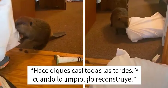 Rescatan a una cría de castor y se dedica a construir "diques" en la casa de sus cuidadores usando todo lo que encuentra
