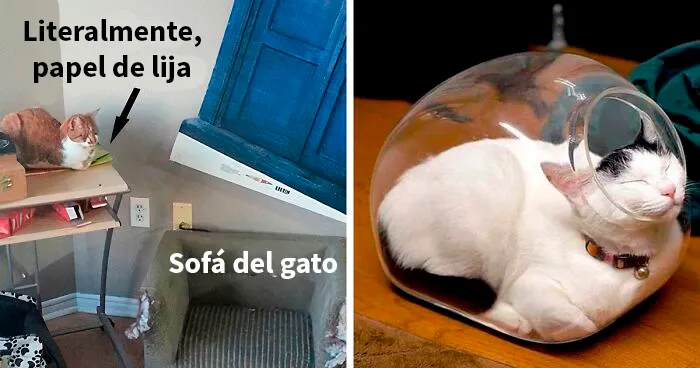 50 Divertidos ejemplos de camas y lógica gatunas