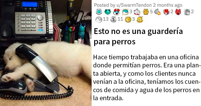 Durante meses, una mujer dejó a su perro en esta oficina pensando que era una guardería para perros