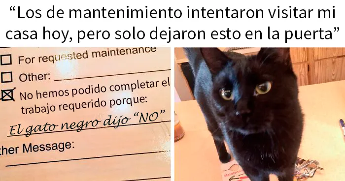 45 Divertidas fotos que demuestran que los gatos tienen muy mala leche (Nuevas imágenes)