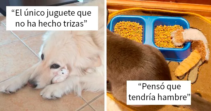 La gente comparte foto con sus mascotas que no se separan de sus juguetes favoritos, y es muy puro (40 fotos)