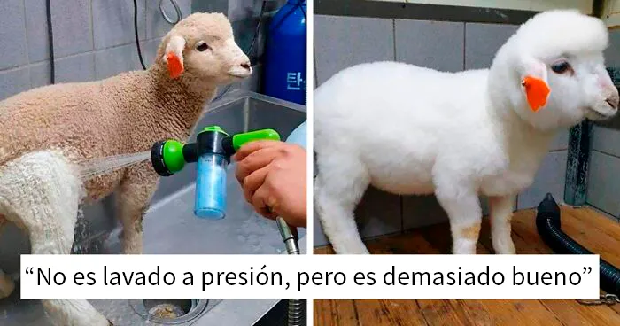 50 Objetos completamente transformados tras ser lavados a presión (Nuevas fotos)