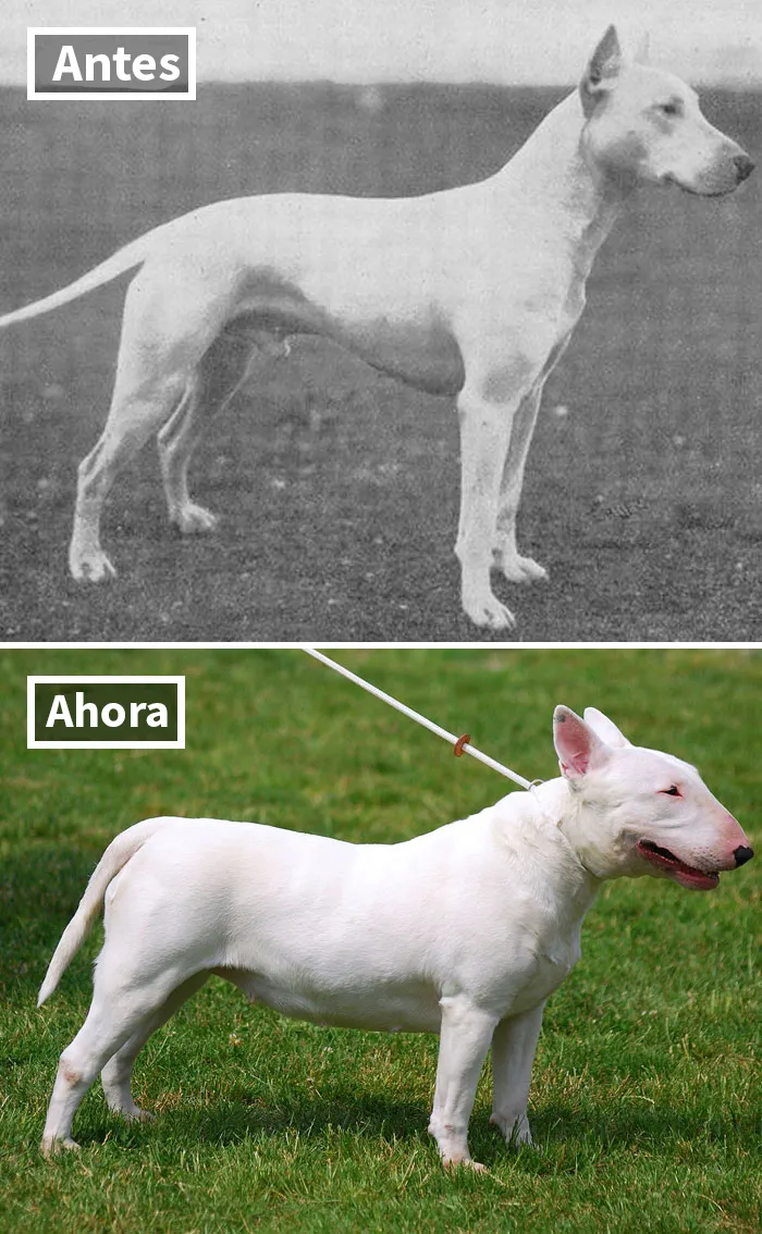 Bull Terrier