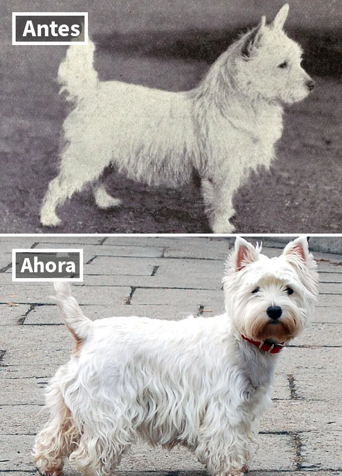 Westie