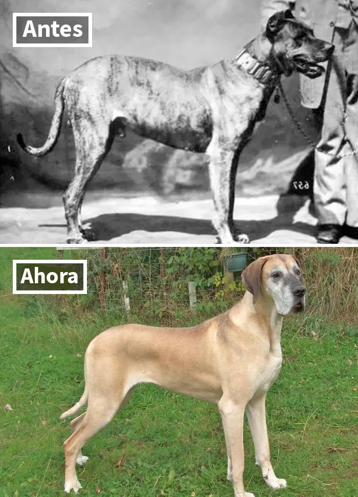 Gran Danés