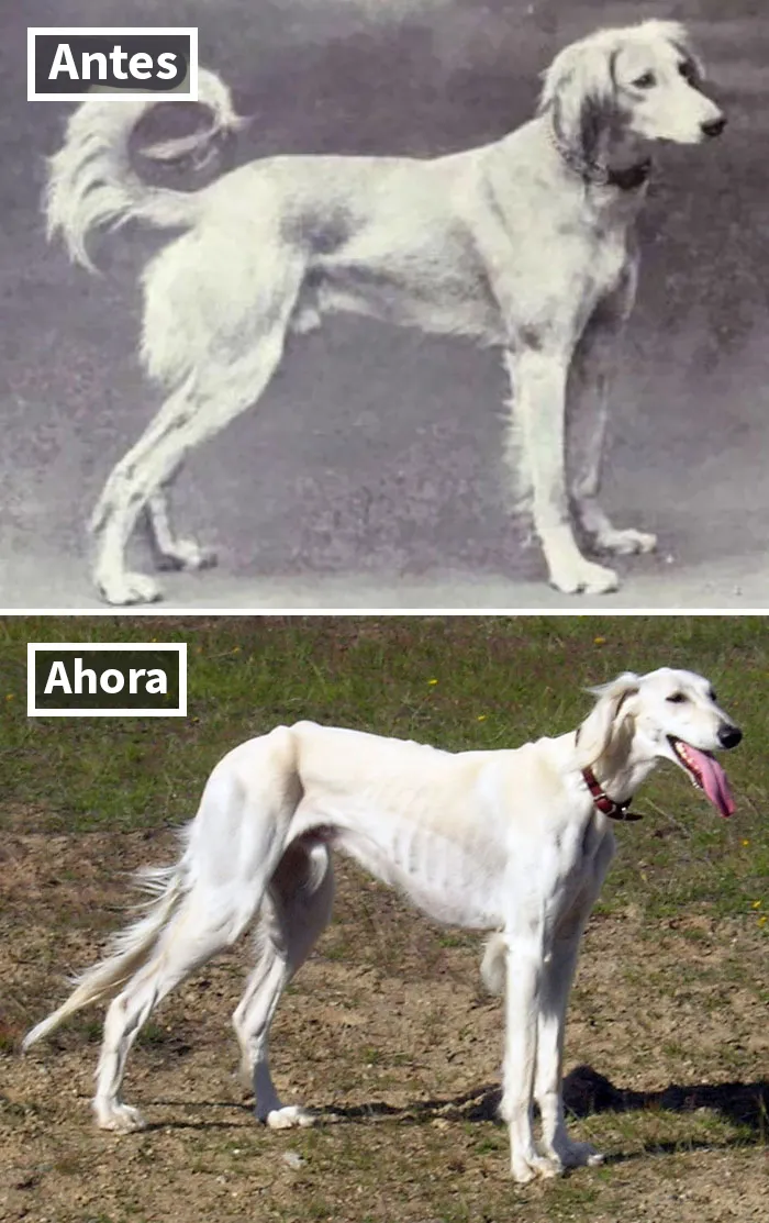 Saluki