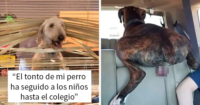 50 Divertidas mascotas que fueron avergonzadas en este grupo por portarse mal