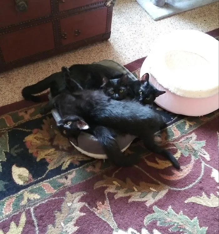 Han Puesto Una Cama Al Revés Y Se Han Apelotonado Ahí