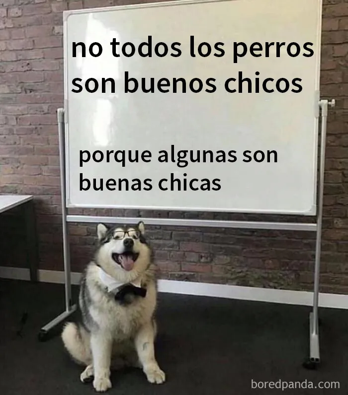 25 Divertidísimos memes de perros