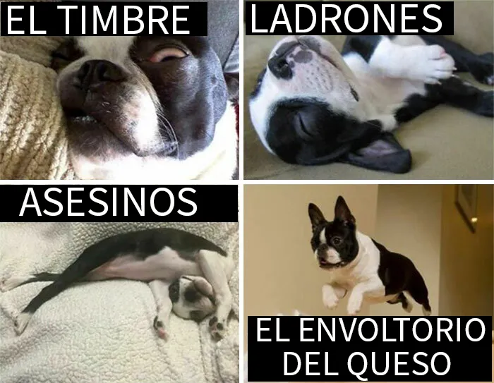 25 Divertidísimos memes de perros