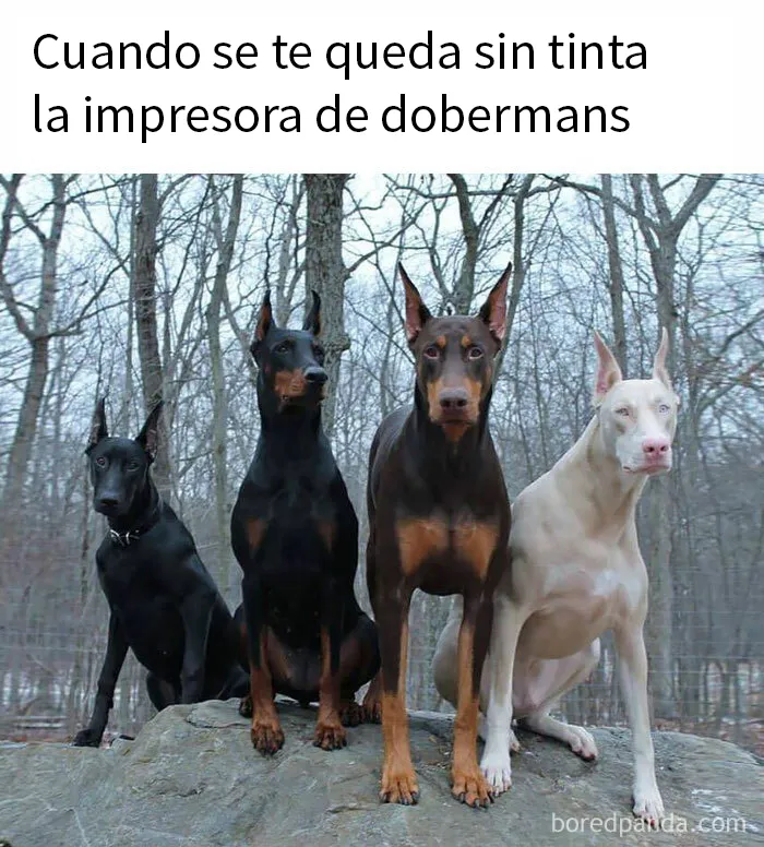 25 Divertidísimos memes de perros