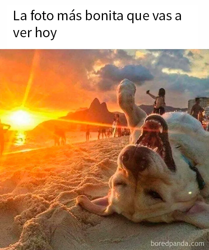 25 Divertidísimos memes de perros