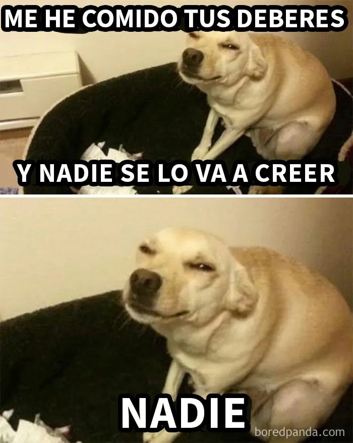25 Divertidísimos memes de perros