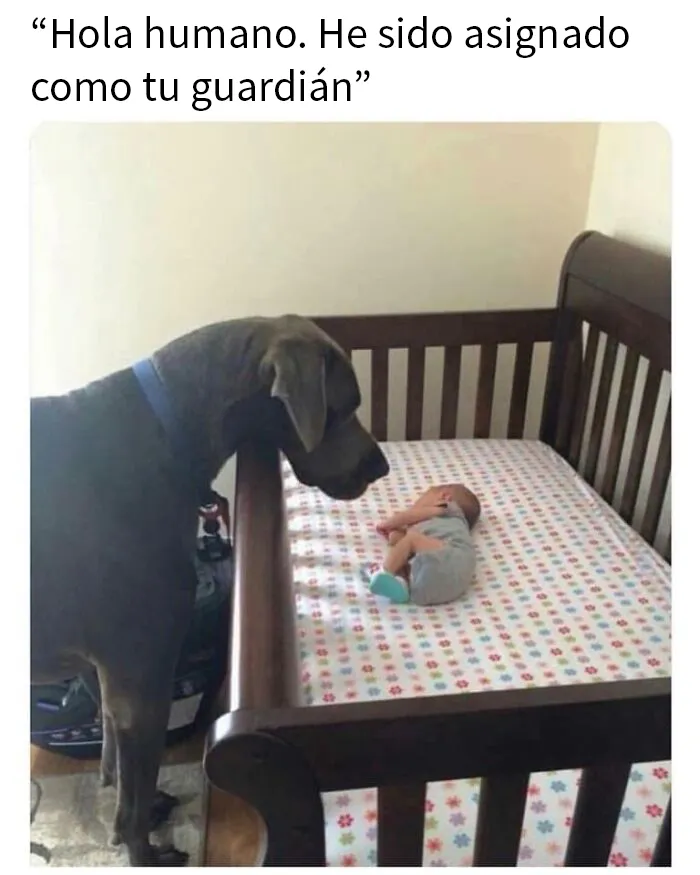 25 Divertidísimos memes de perros