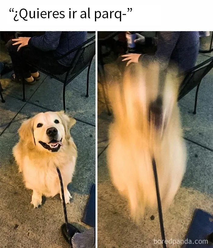 25 Divertidísimos memes de perros
