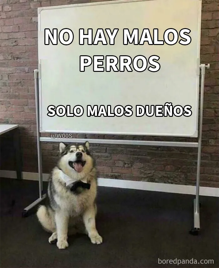 25 Divertidísimos memes de perros