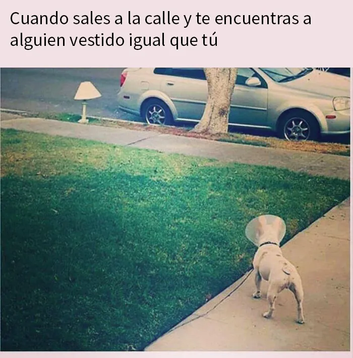 25 Divertidísimos memes de perros
