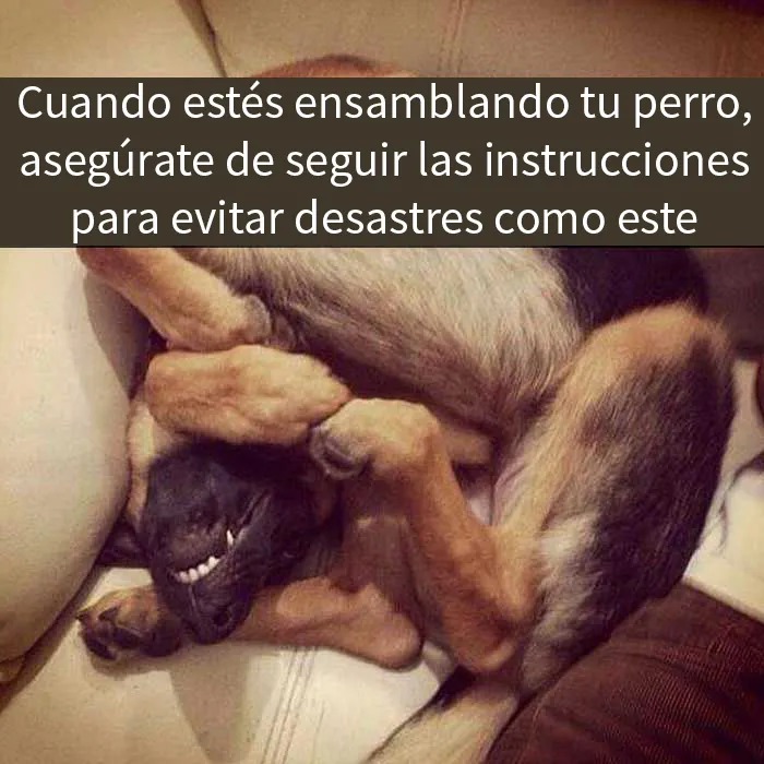 25 Divertidísimos memes de perros