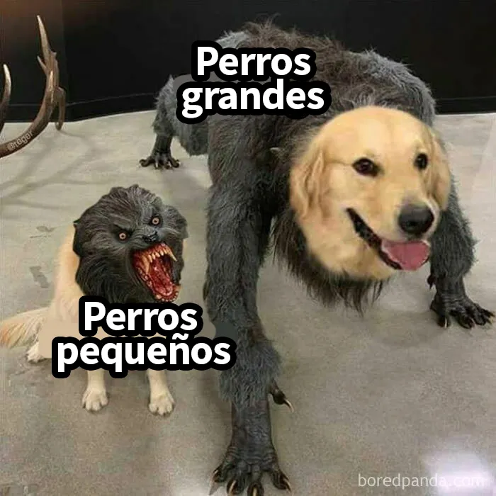 25 Divertidísimos memes de perros