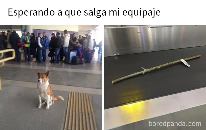25 Divertidísimos memes de perros