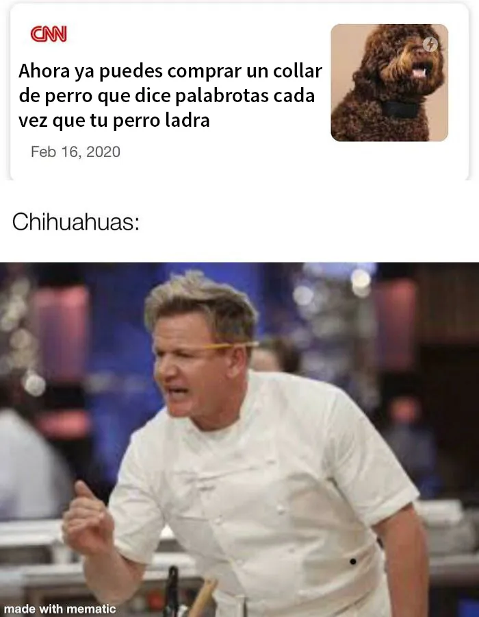 25 Divertidísimos memes de perros