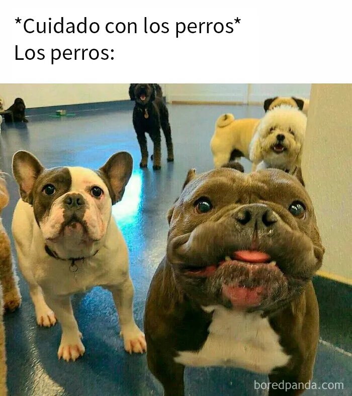 25 Divertidísimos memes de perros