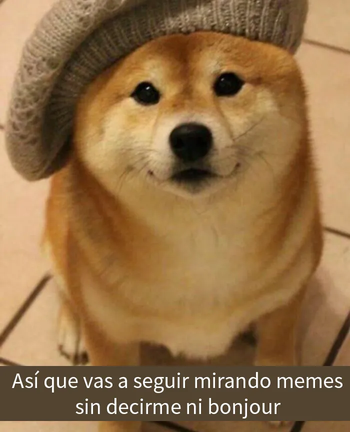 25 Divertidísimos memes de perros