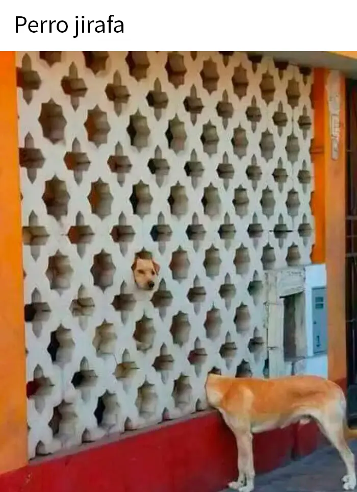 25 Divertidísimos memes de perros