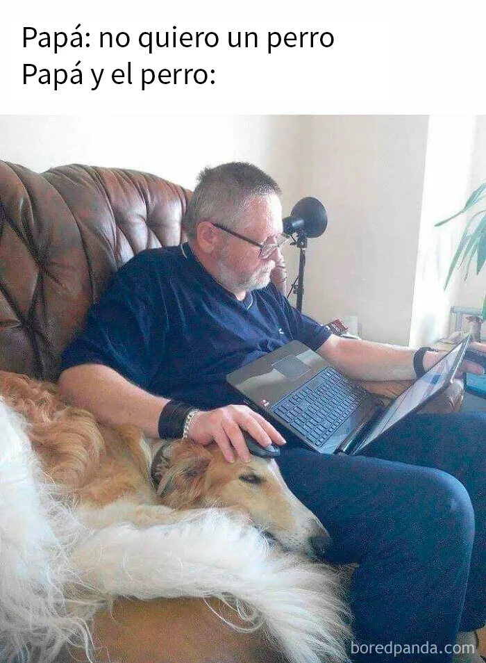 25 Divertidísimos memes de perros