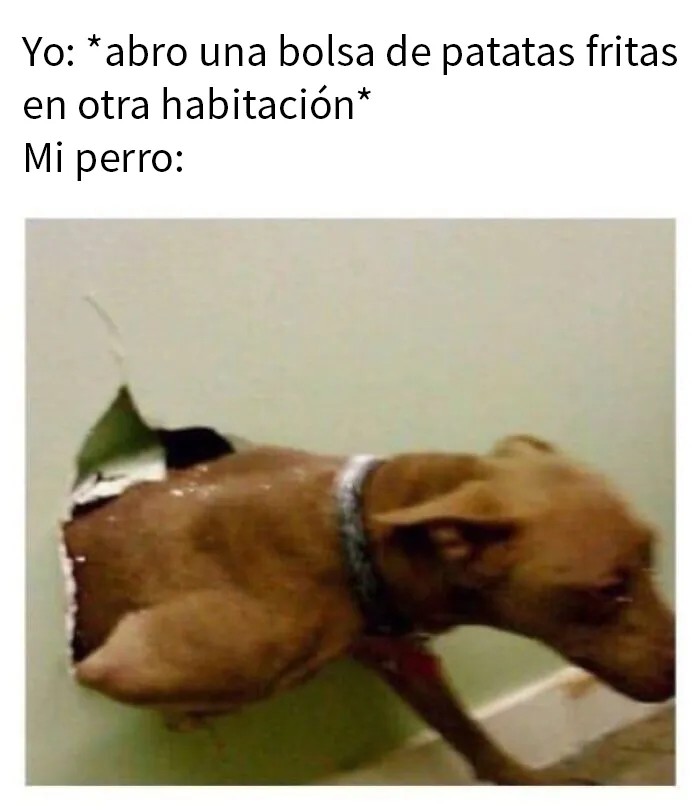 25 Divertidísimos memes de perros