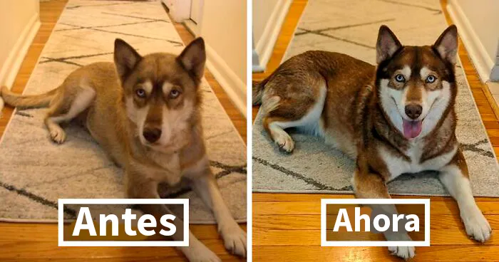 30 Fotos de perros antes y después de cambiar su vida al ser adoptados (Nuevas imágenes)
