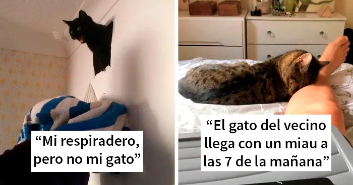 43 de los mejores momentos “Esta es mi casa, pero este no es mi gato” que les hayan ocurrido a humanos (nuevas fotos)