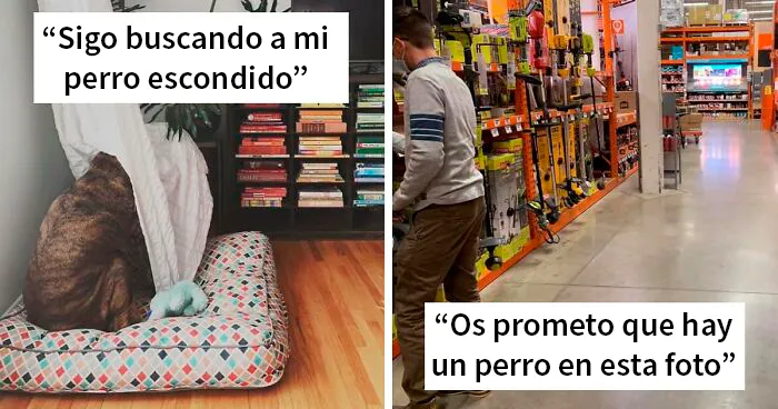 La gente comparte fotos de sus perros escondiéndose, y la dificultad para encontrarlos va de 0 a 100