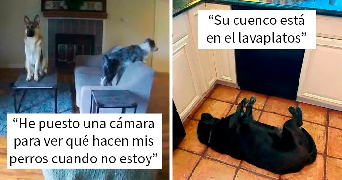 "¿Qué le pasa a tu perro?": La gente publica imágenes de perros "malfuncionando" (45 fotos)