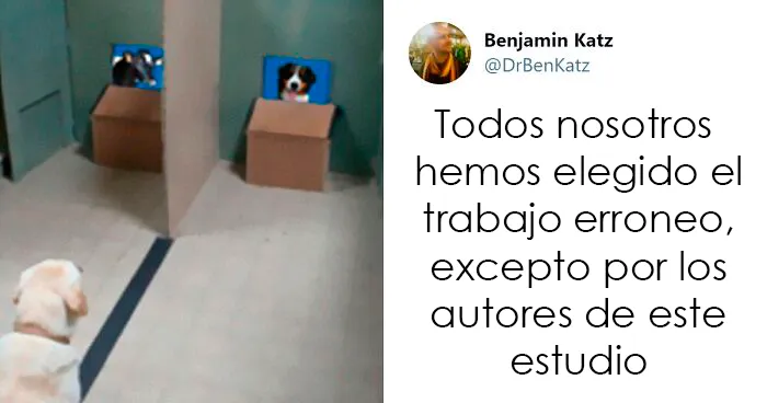 Estos investigadores intentaron identificar cómo se reconocen los perros entre ellos, pero su trabajo se volvió viral por ser adorable