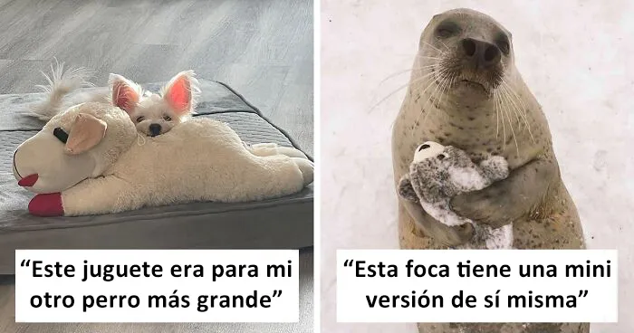 30 Imágenes Que Demuestran Que Todo Ser Viviente Necesita Un Juguete (Nuevas Fotos)