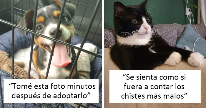 50 Fotos de las adopciones de mascotas más reconfortantes del mes de Abril