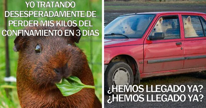 15 Divertidos memes de mascotas sobre la cuarentena, por Comedy Pet Photo Awards