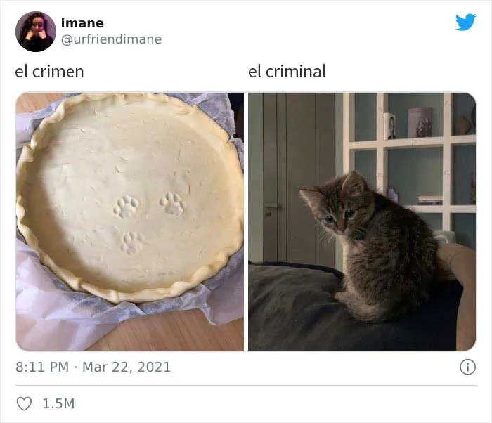 19 Crímenes y criminales pillados por sus dueños, compartidos en este hilo de Twitter